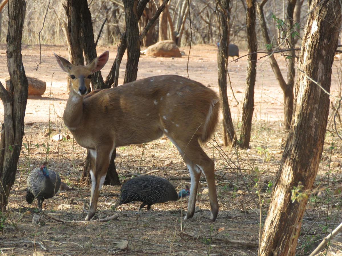 515 On Warthog By The River Marloth Park Exterior foto
